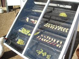 Solar drying of fruits1