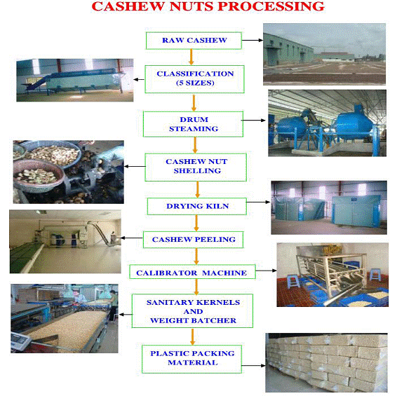 cashewnut processing