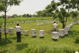 honeybee farming1