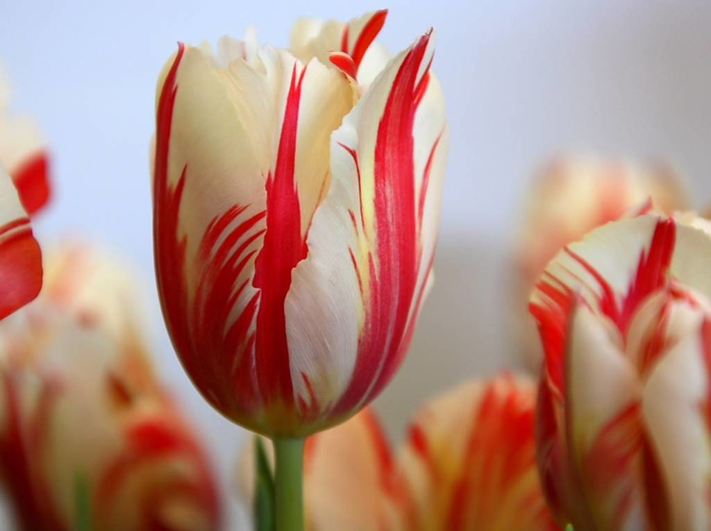 17th Century Tulip Bulb - expensive flowers