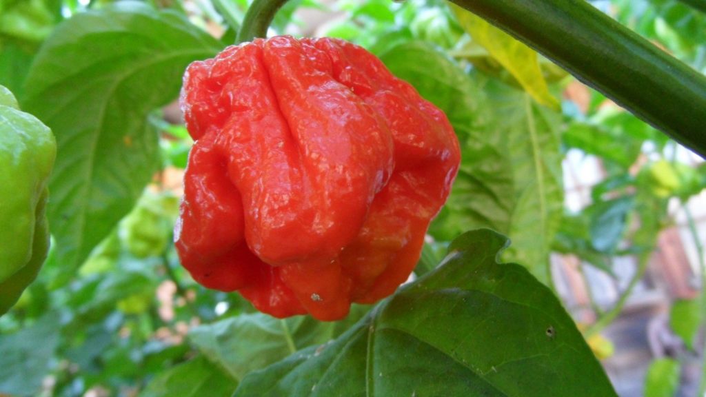 hottest pepper seeds - 7 Pot Jonah