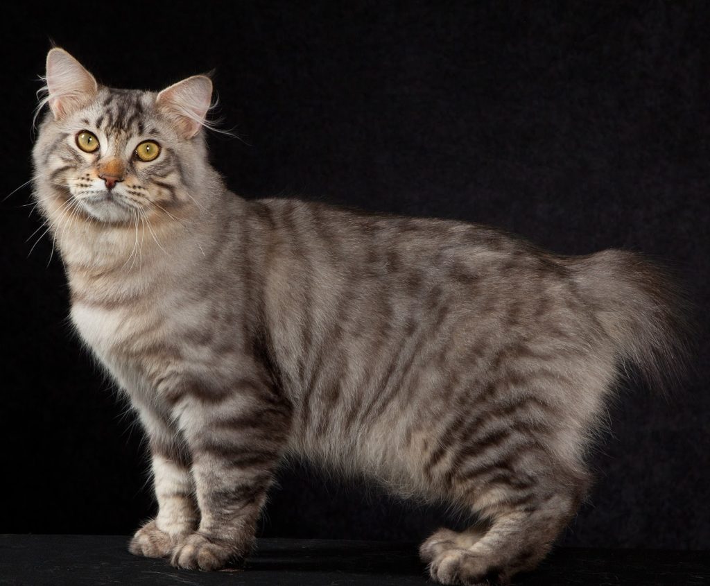 American Bobtail - large cat breed