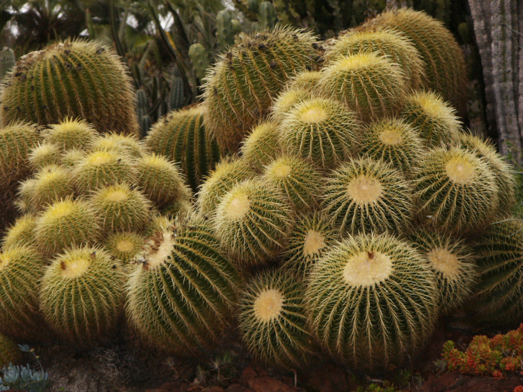 Barrel Cactus- Dessert Trees