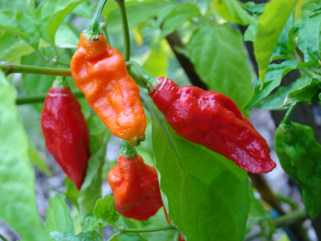 hottest pepper seeds - Bhut Jolokia