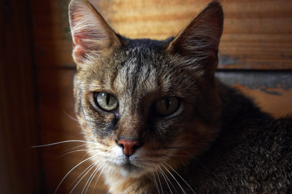 Chausie Cat - large cat breed