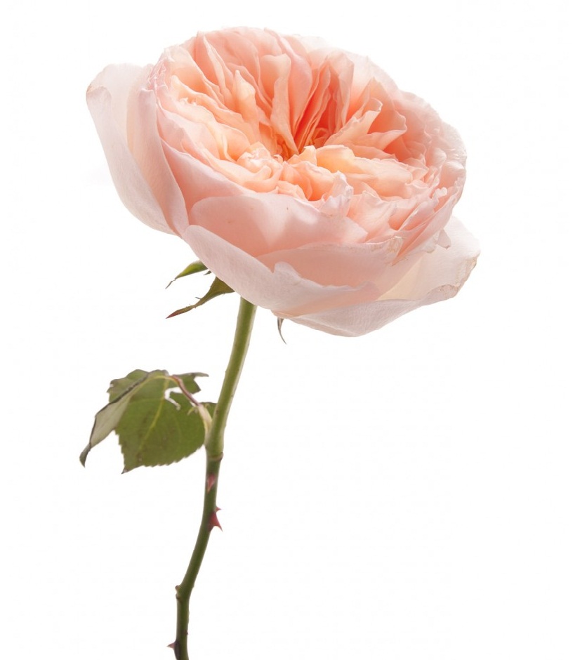 Juliet Rose -most beautiful flowers
