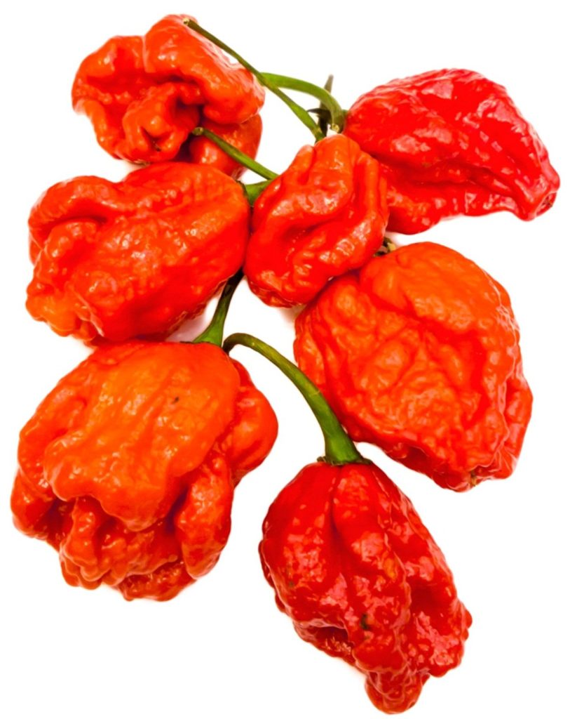 Komodo Dragon - worlds hottest pepper