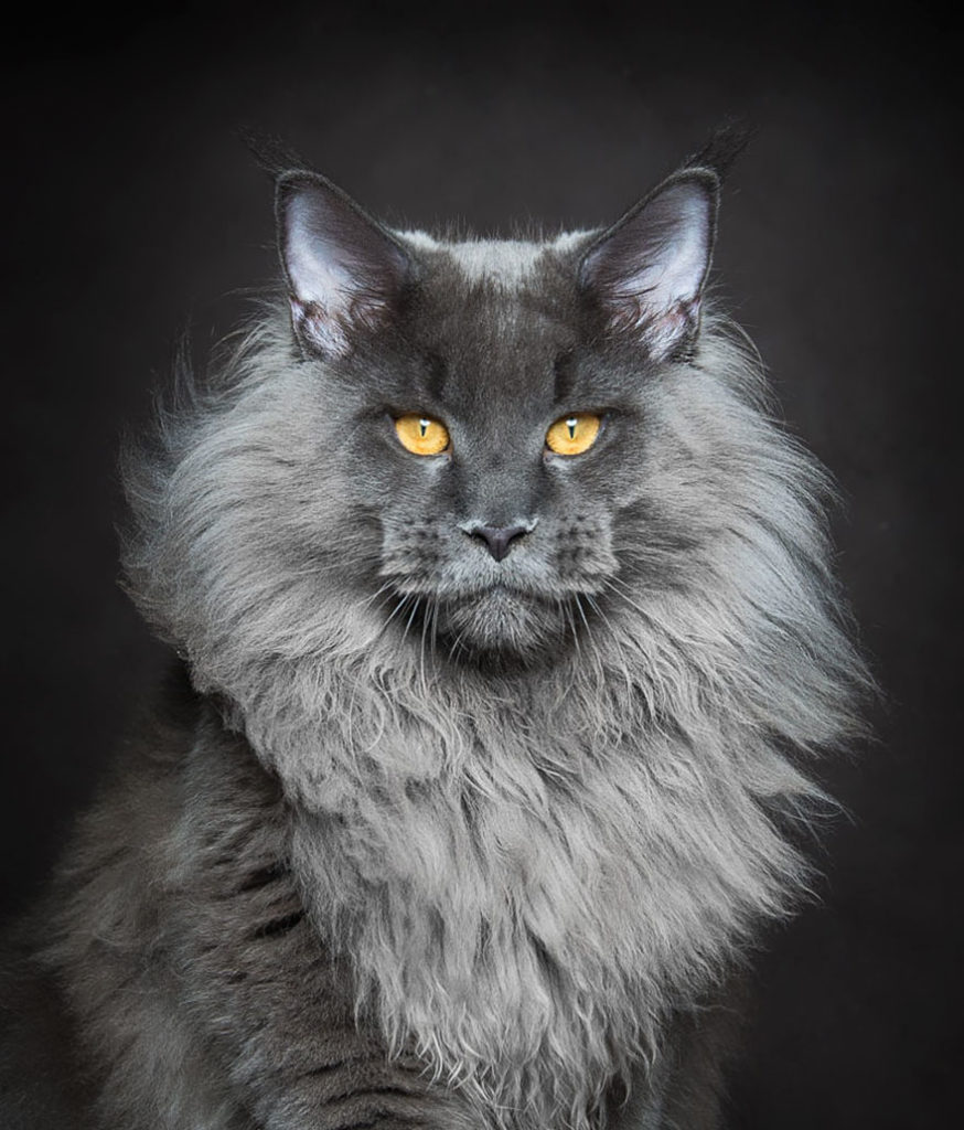 Maine Coon -large cat breed