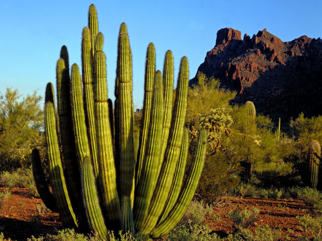 Organ Pipe Cactus- dessert trees