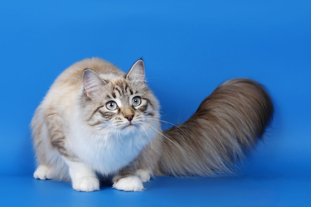 Ragamuffin - large cat breed