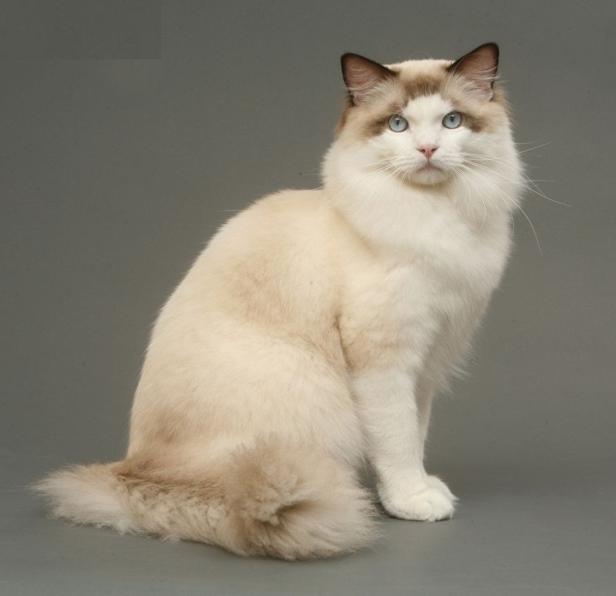 Ragdoll -large cat breed