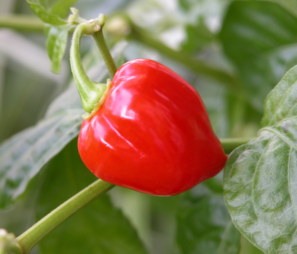 hottest pepper seeds -Red Savina Habanero