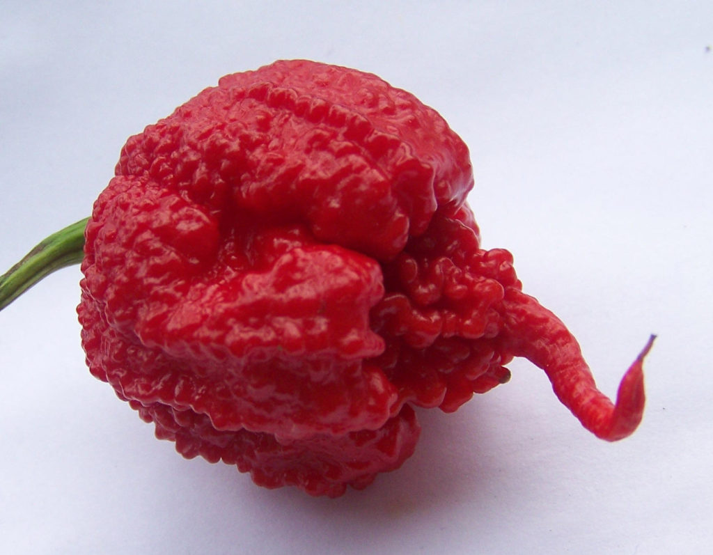 hottest pepper in the world -The Carolina Reaper