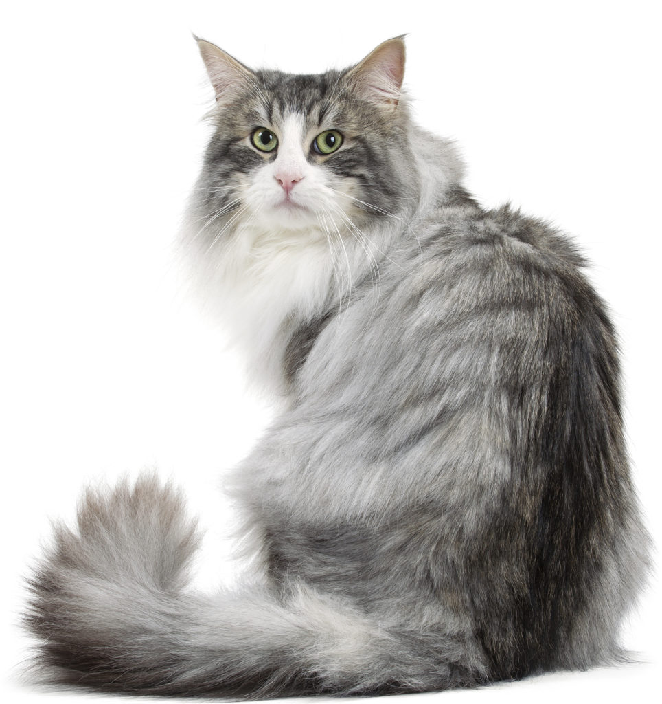 The Norwegian Forest Cat -largest domestic cat breeds