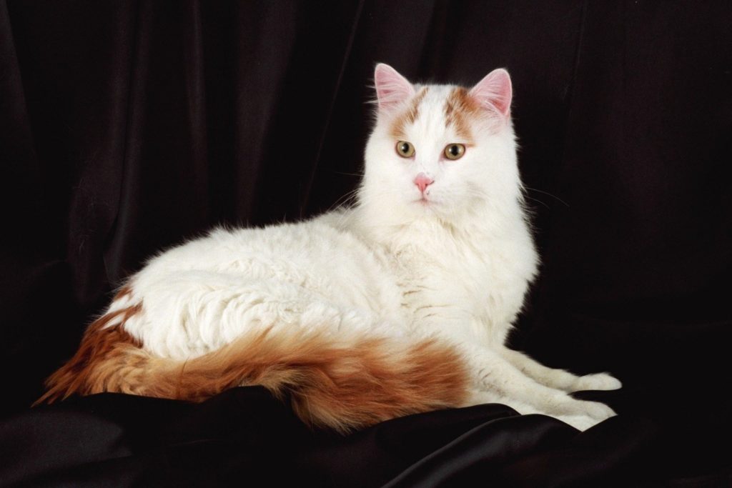 The Turkish Van Cat - large cat breed