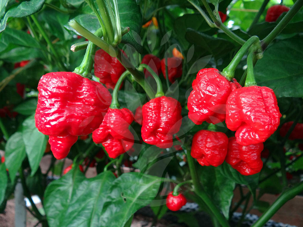 Trinidad Moruga Scorpion -hottest pepper in the world