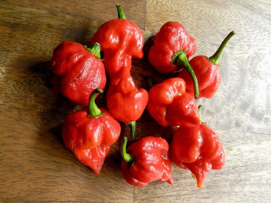 Trinidad Scorpion “Butch T” -worlds hottest pepper