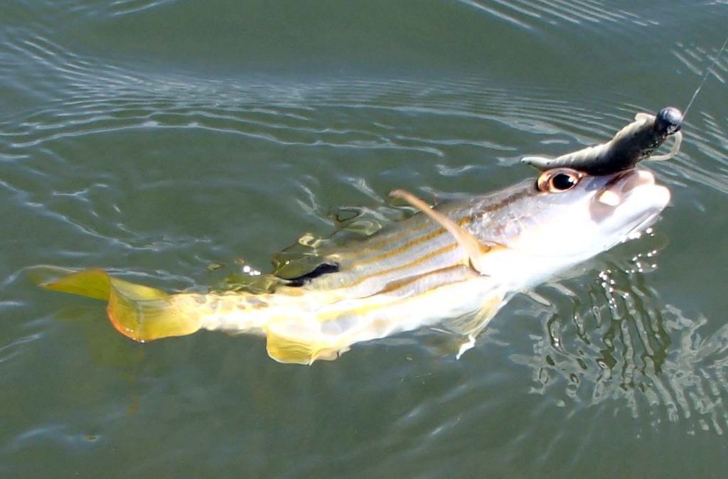 Australian Flathead Perch - most expensive fish