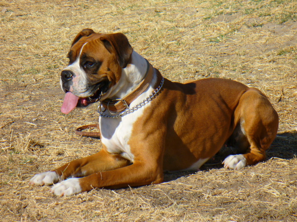 boxer - most aggressive dogs breeds