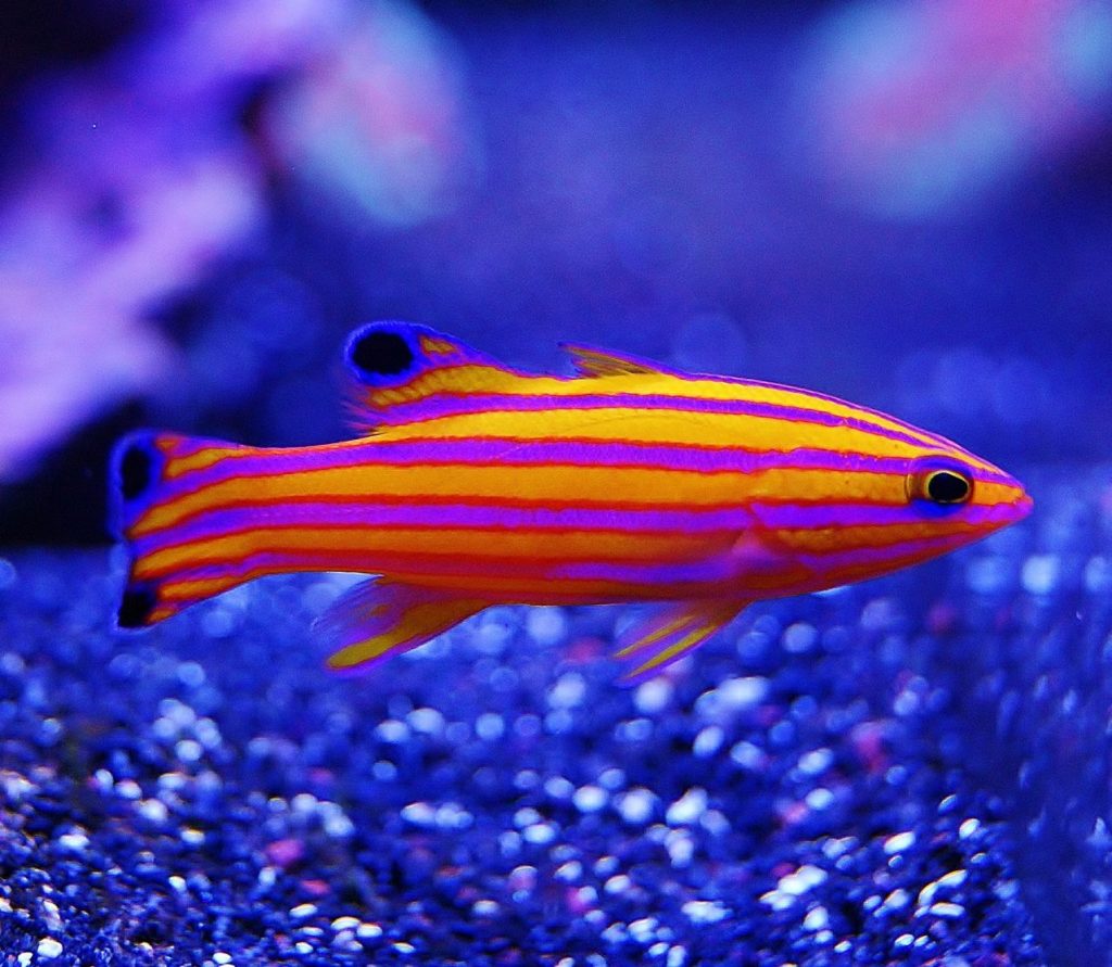 candy-basslet - exotic fish