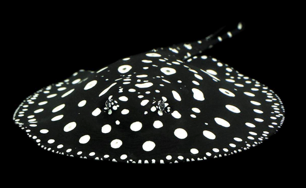 freshwater-polka-dot-stingray - Most Expensive Exotic Fish