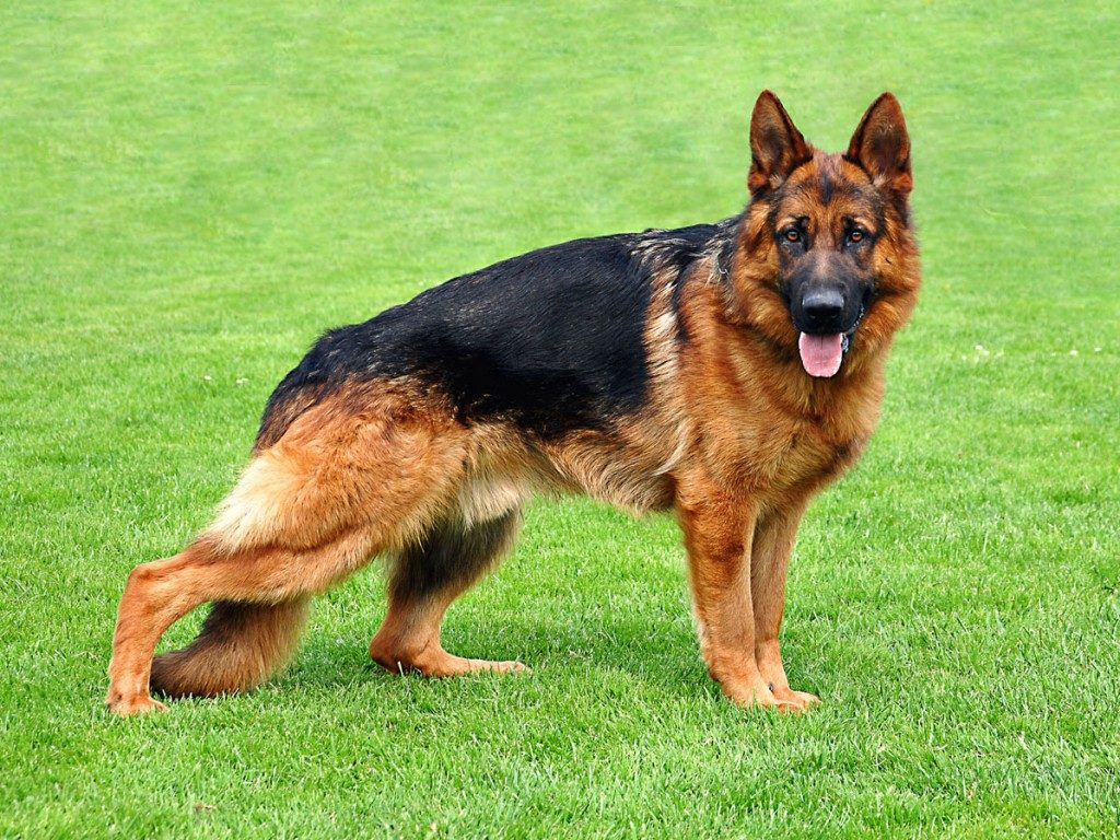 german-shepherd - top 10 most aggressive dogs