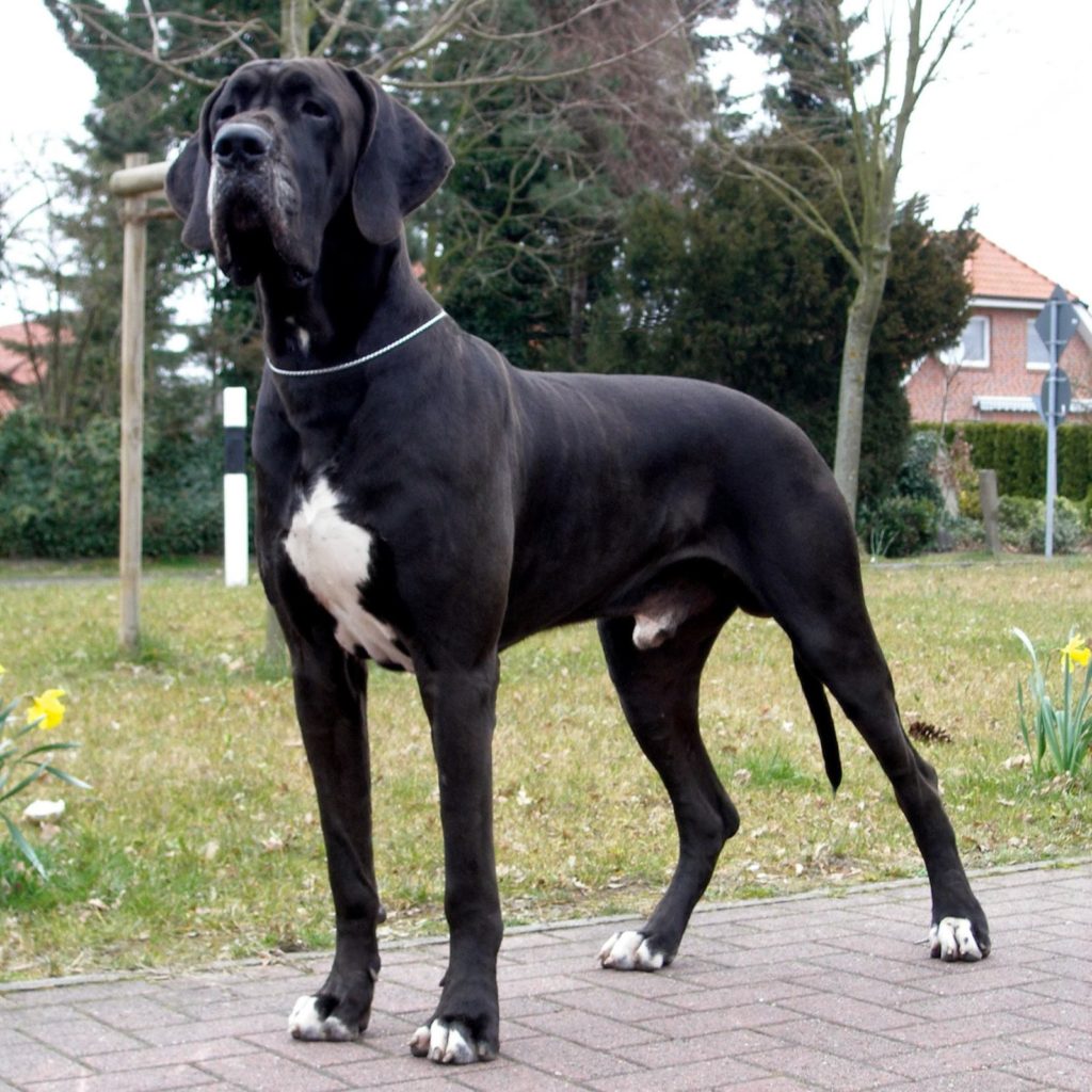 great-dane -most dangerous dog breeds