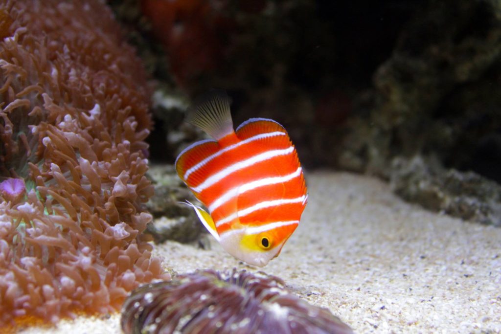 peppermint-angelfish - -most expensive fish