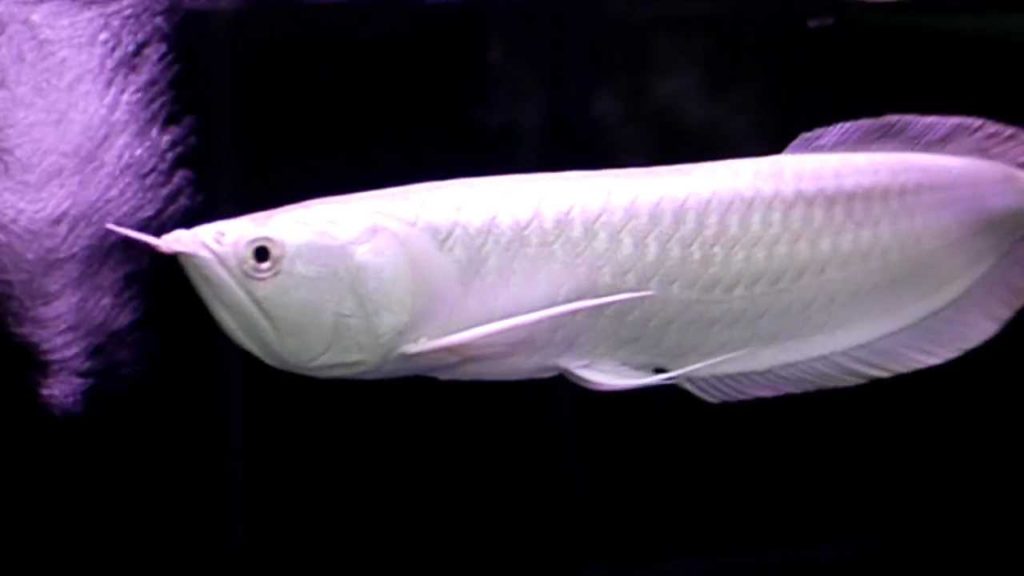 Most Expensive Exotic Fishes - platinum-arowana