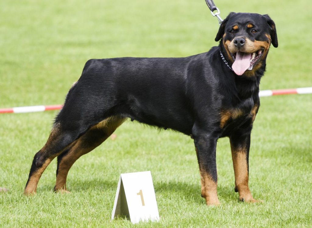 Rottweiler- Most Aggressive Dogs Breeds